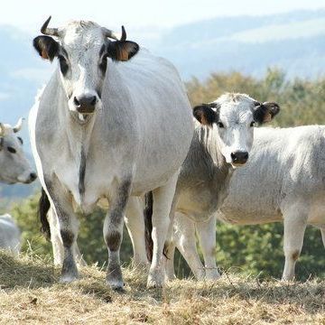 viande bovine hache local