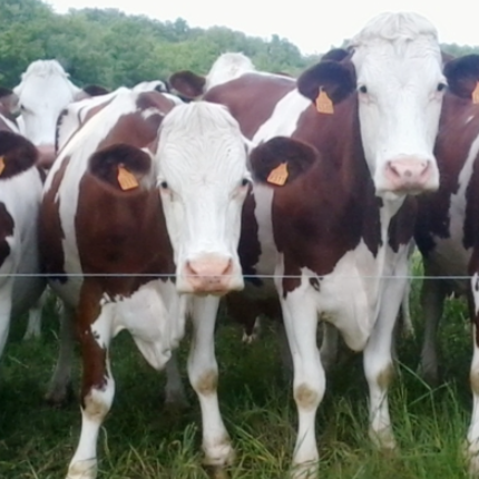 ferme briola, vache, raclette