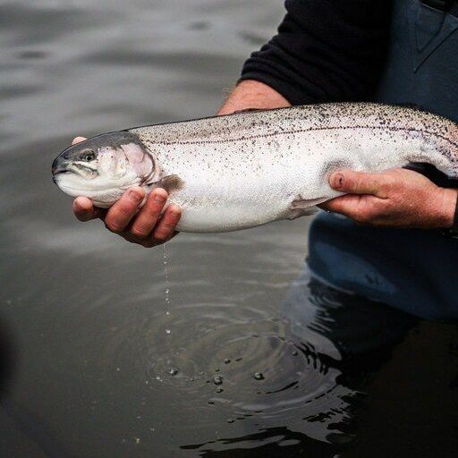 truite des pyrénées