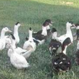 la ferme de mourlon viandes boudin de canard terrine foie gras