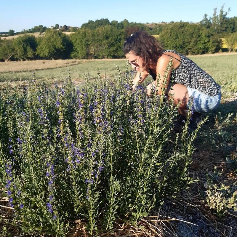 mate cito boisson sans alcool