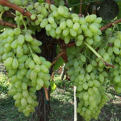 robert pecharmann raisin prune peche cerise