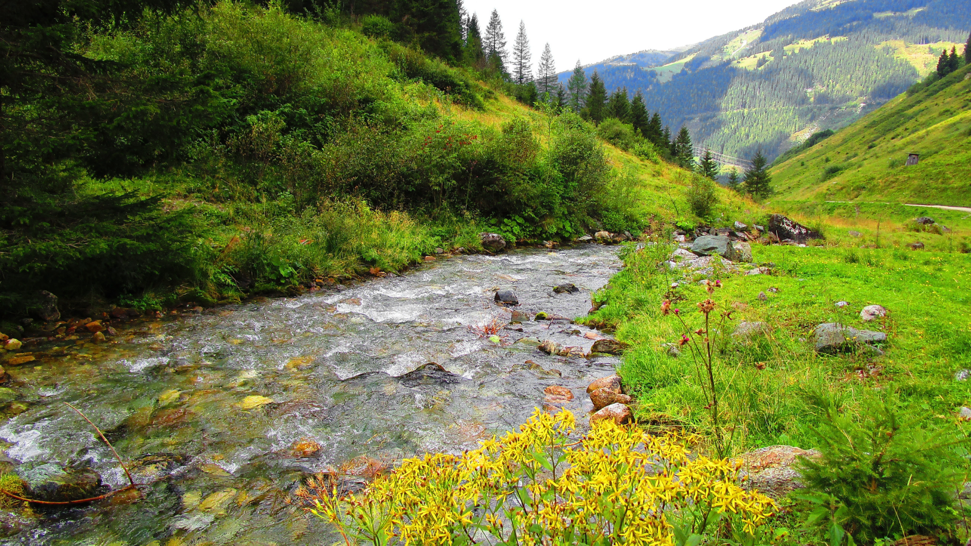 Bachblüten-Öl mit Waldhintergrund