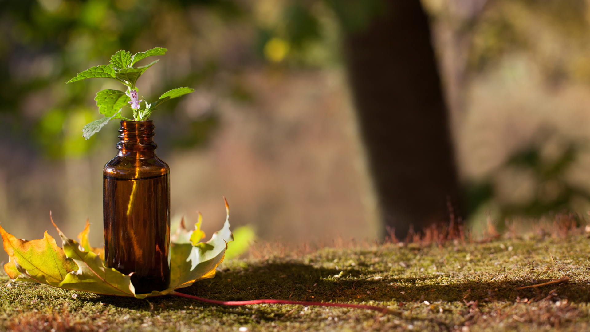 Bachblüten-Öl mit Waldhintergrund