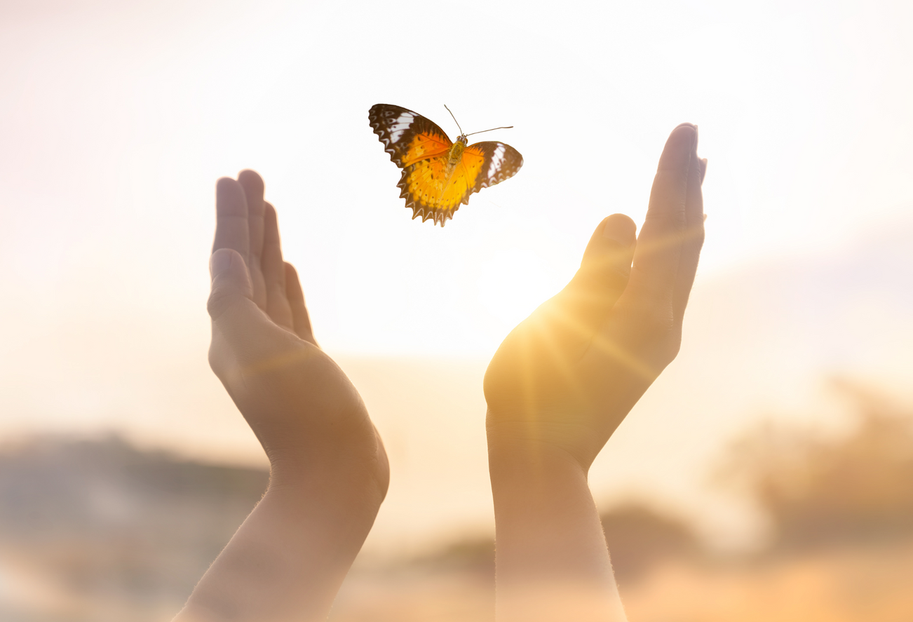 Schmetterling zwischen zwei Händen im Sonnenlicht – Symbol für Leichtigkeit, Veränderung und emotionale Balance durch Wingwave in Hamburg