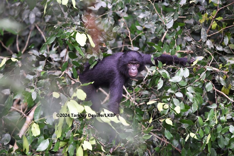 Fotos wie diese Aufnahme helfen dabei, auch unter weniger günstigen Beobachtungsbedingungen Individuen zu erkennen und tragen dazu bei, die Gesellschaft der Ekongo-Bonobos besser kennenzulernen.