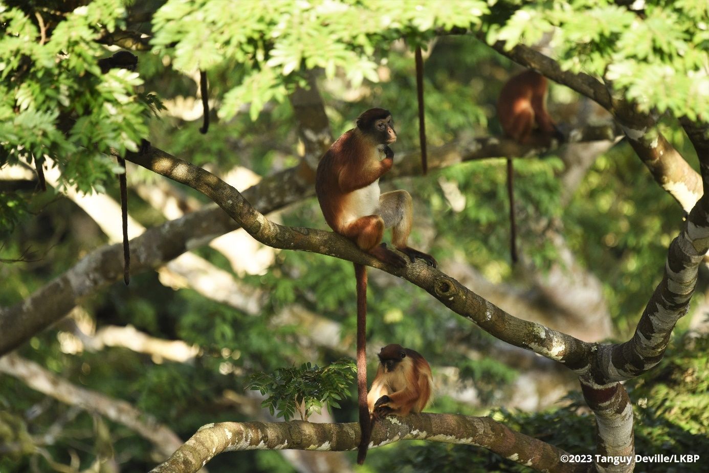 aufgenommen von einer Kamerafalle (Tanguy Deville /LKPB)