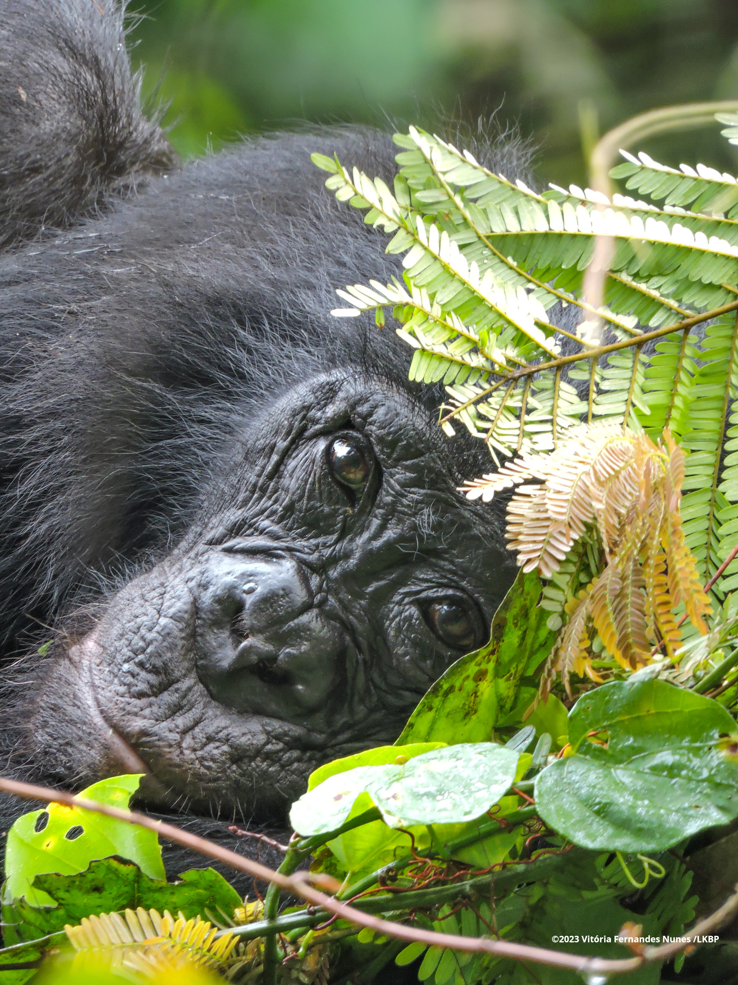 ©2023 alle Rechte vorbehalten | Vitória Fernandes Nunes /LKBP