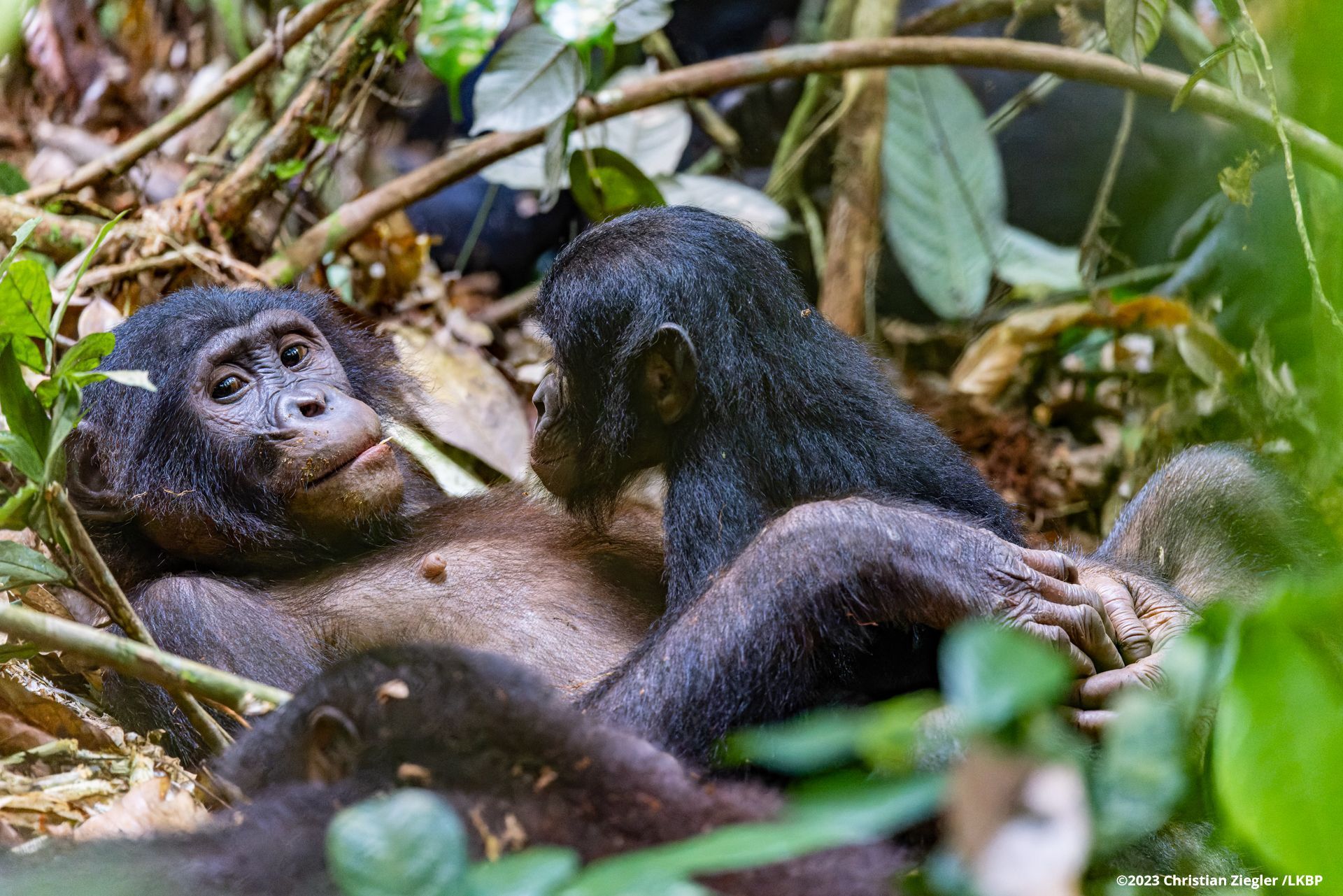 ©2023 alle Rechte vorbehalten| Christian Ziegler /LKBP