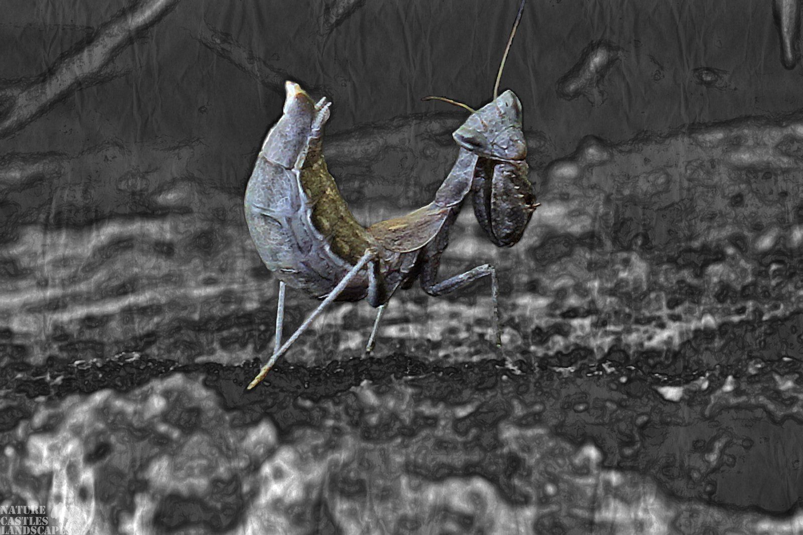 fangschrecke
