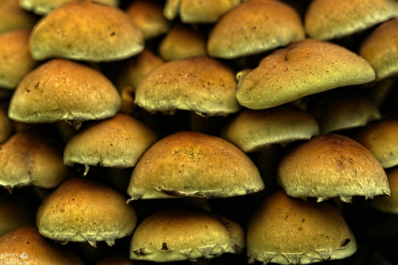 Artwork Hypholoma fasciculare