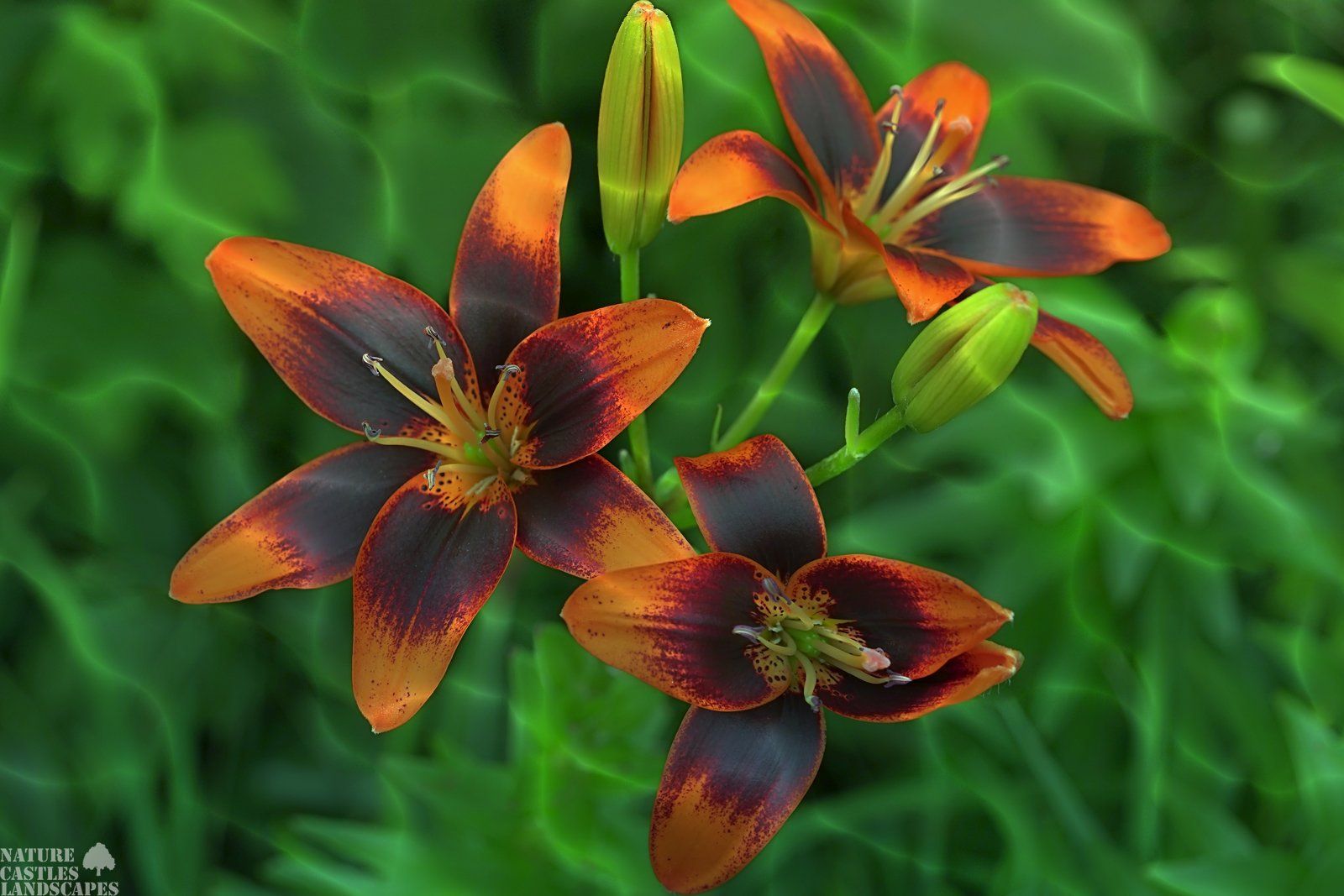 magische Lilienblueten