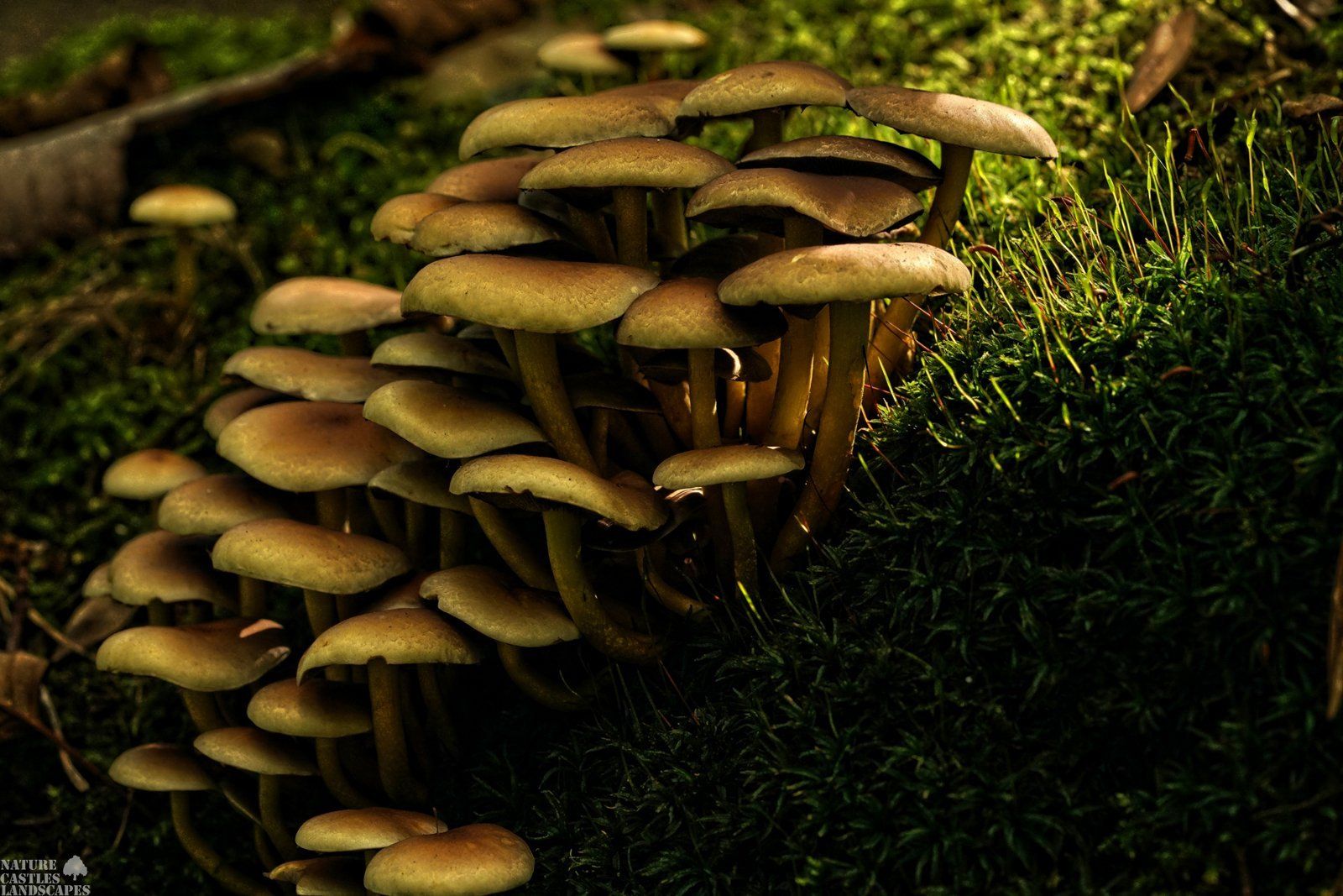 Artwork Schwefelkopf