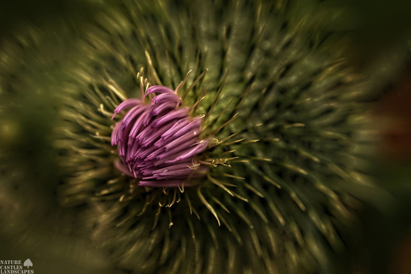 THISTLE BUD