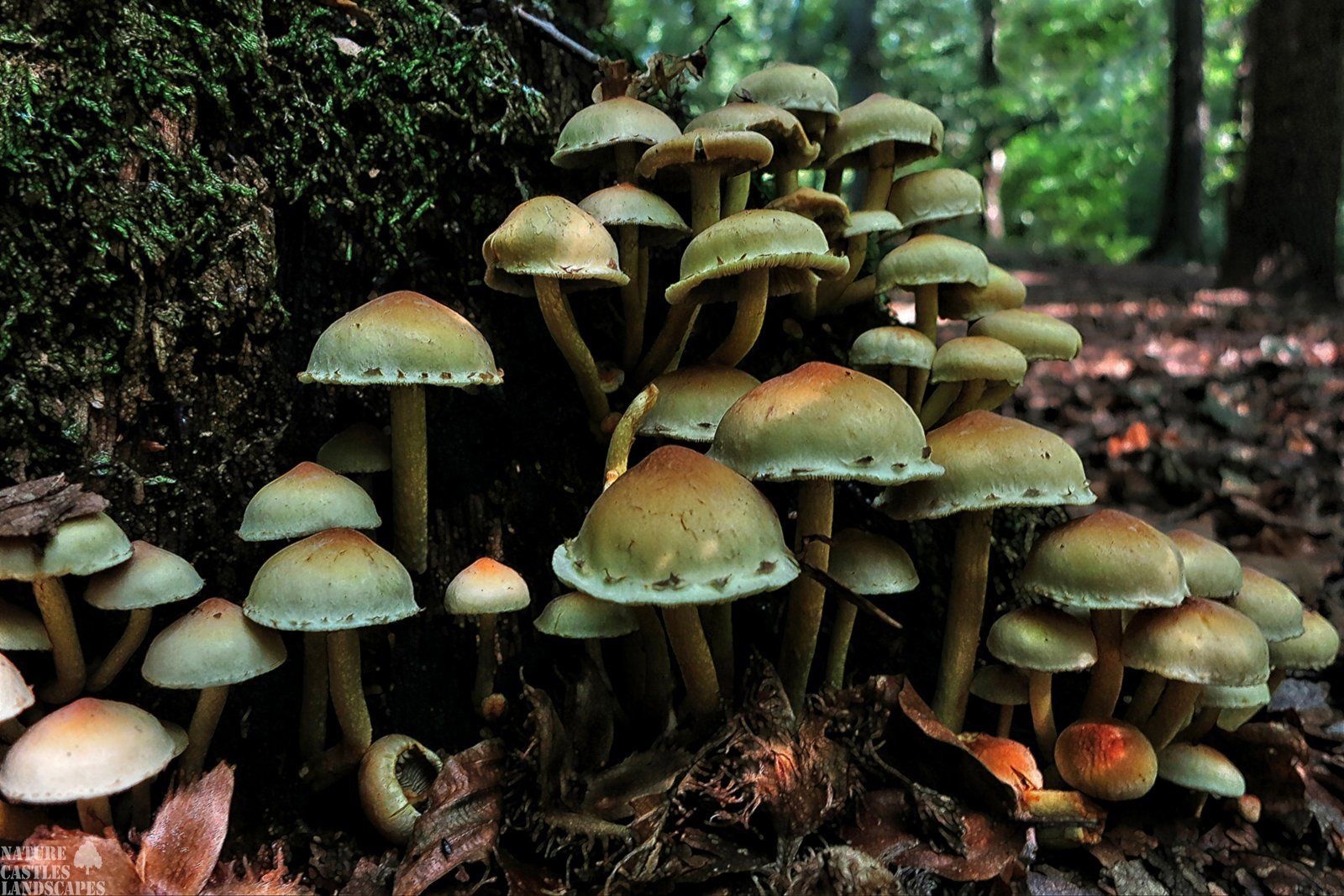 Gruenblaettriger Schwefelkopf