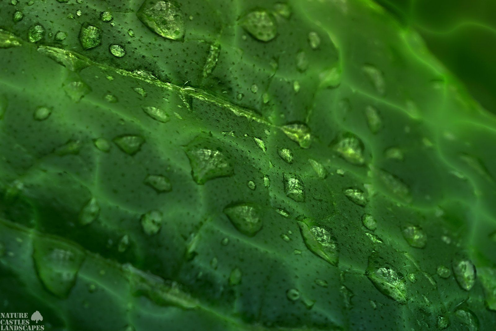 waterdrops green leaf after rainfall