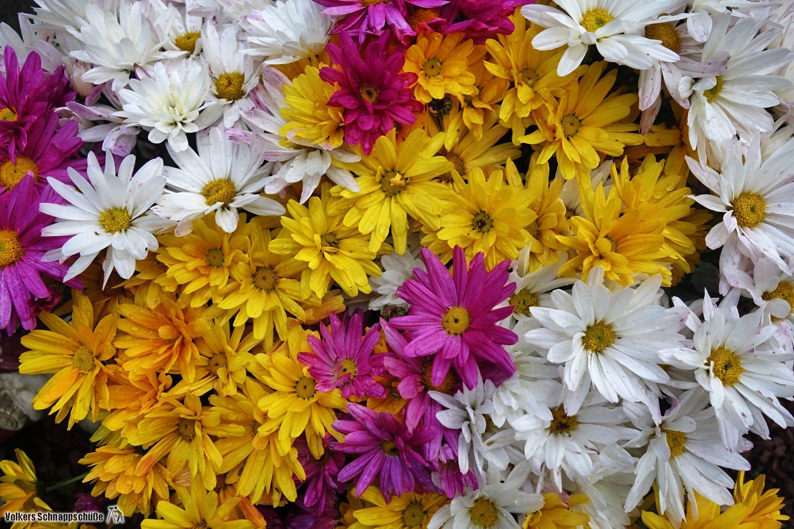 multicolored asters picture of asters in my garden