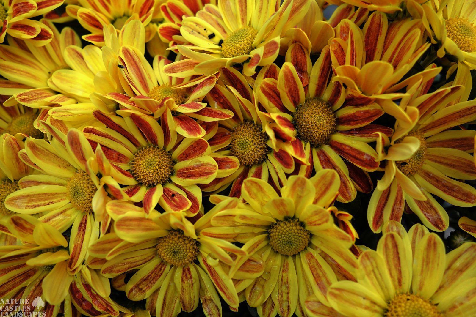 Chrysanthemums Chrysanthemums after a rainfall