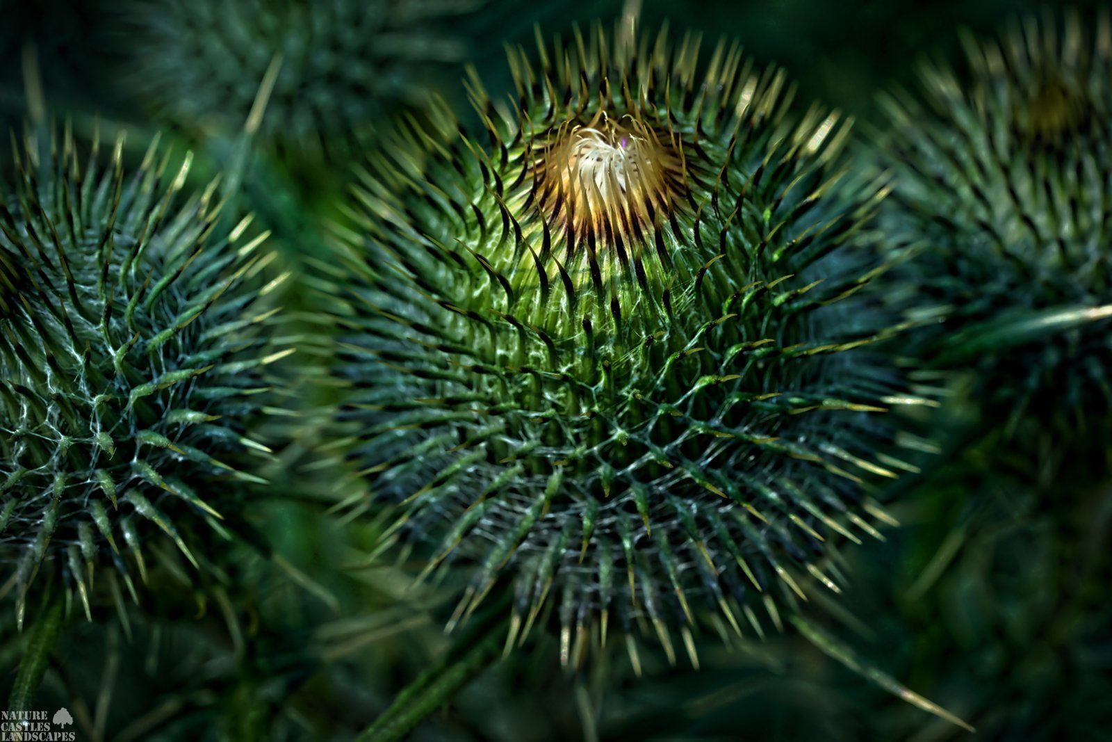 Distelknospe