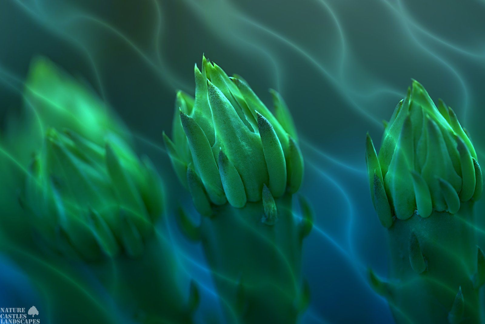 drei opuntia knospen