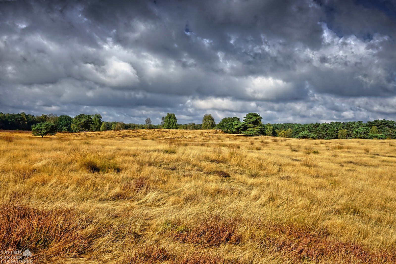 goldenes feld