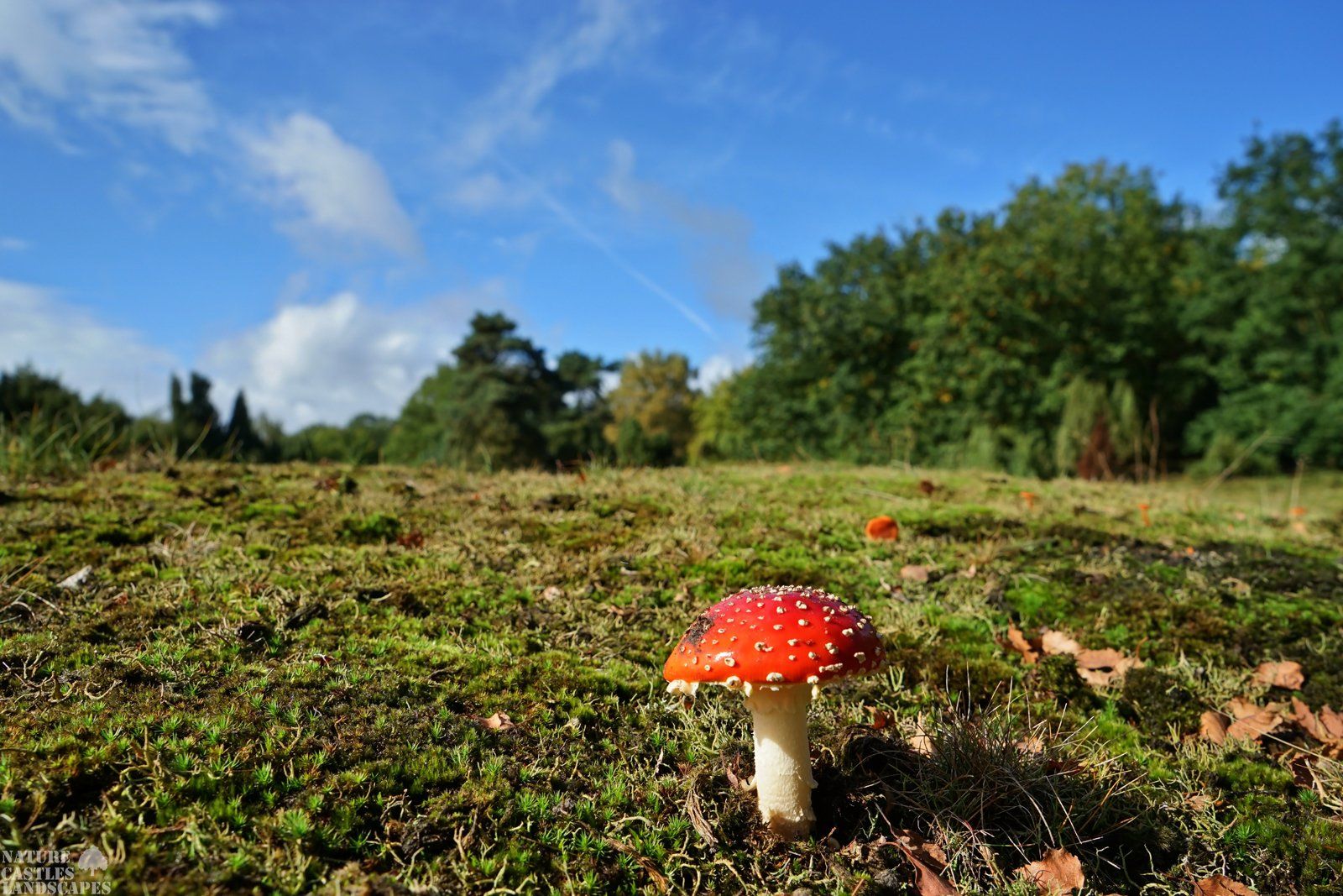 fliegenpilz in der wstruper heide