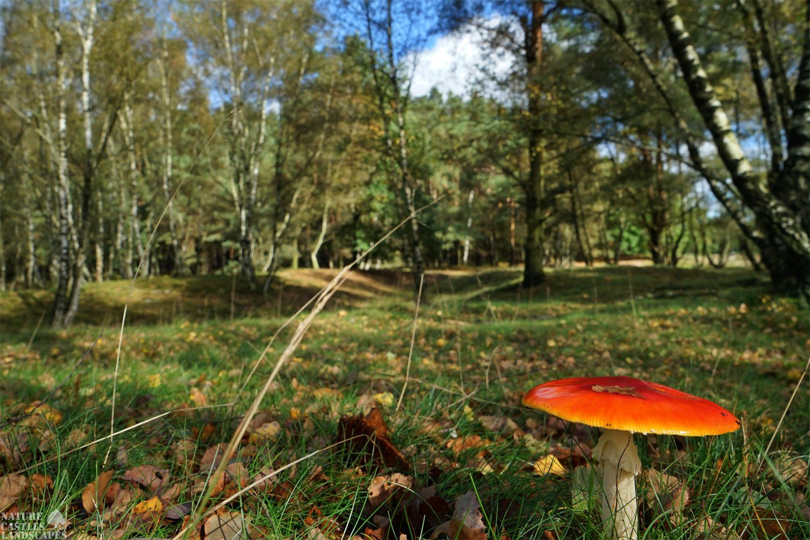 fliegenpilz auf einer wiese