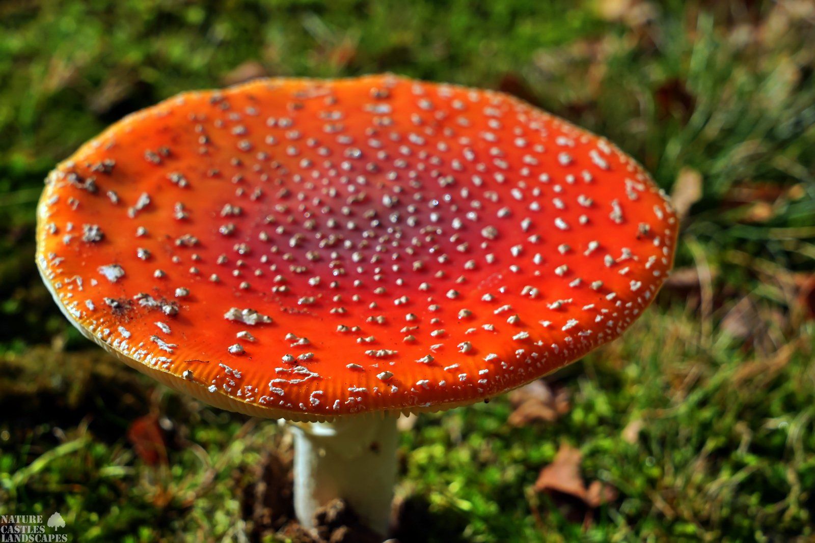 fliegenpilz in voller sonne