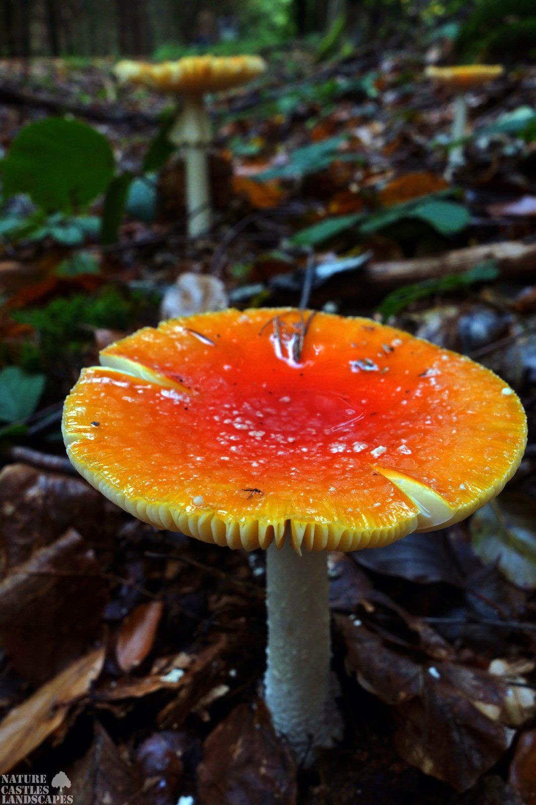 gelb orangener fliegenpilz