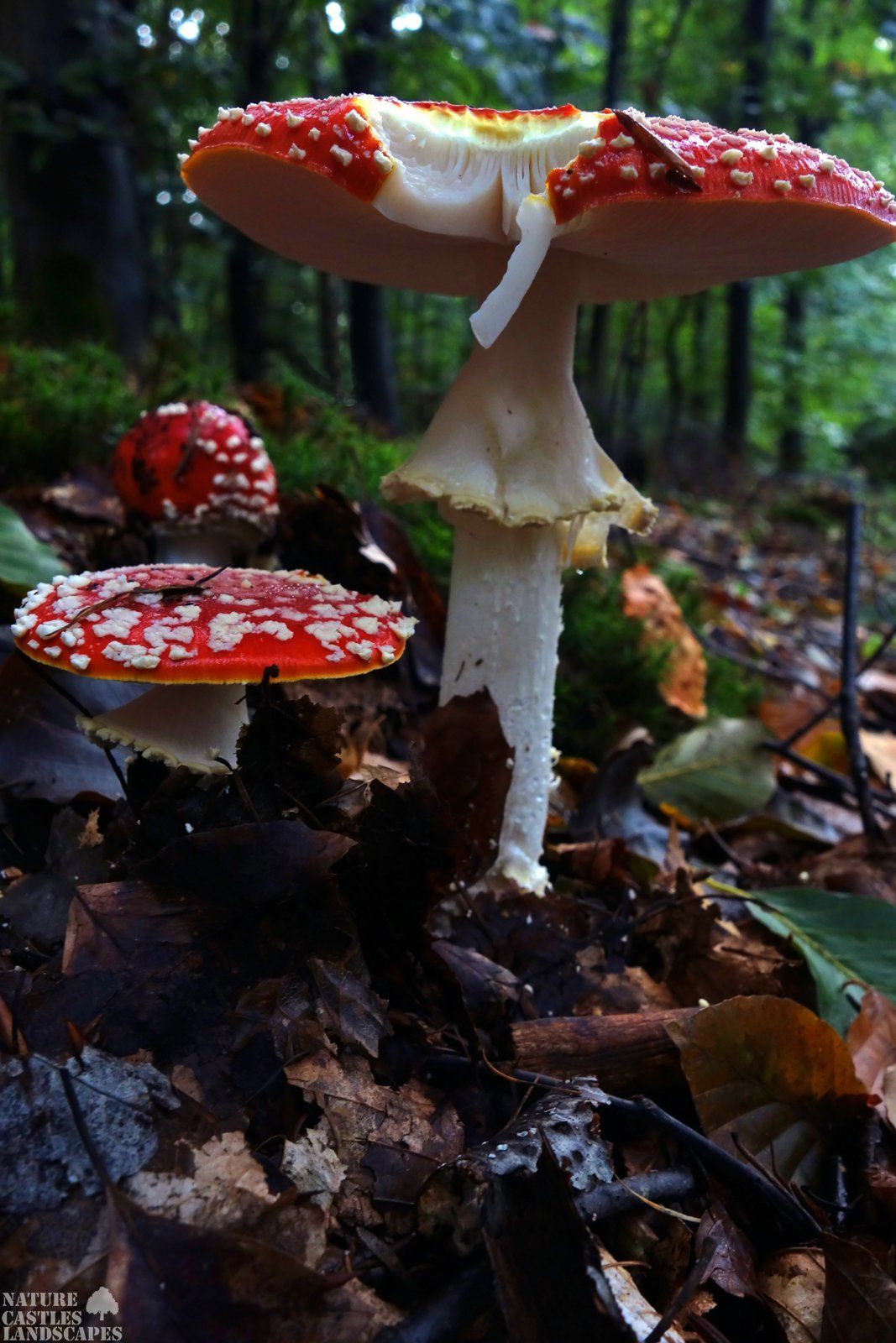 wildbiss an fliegenpilz