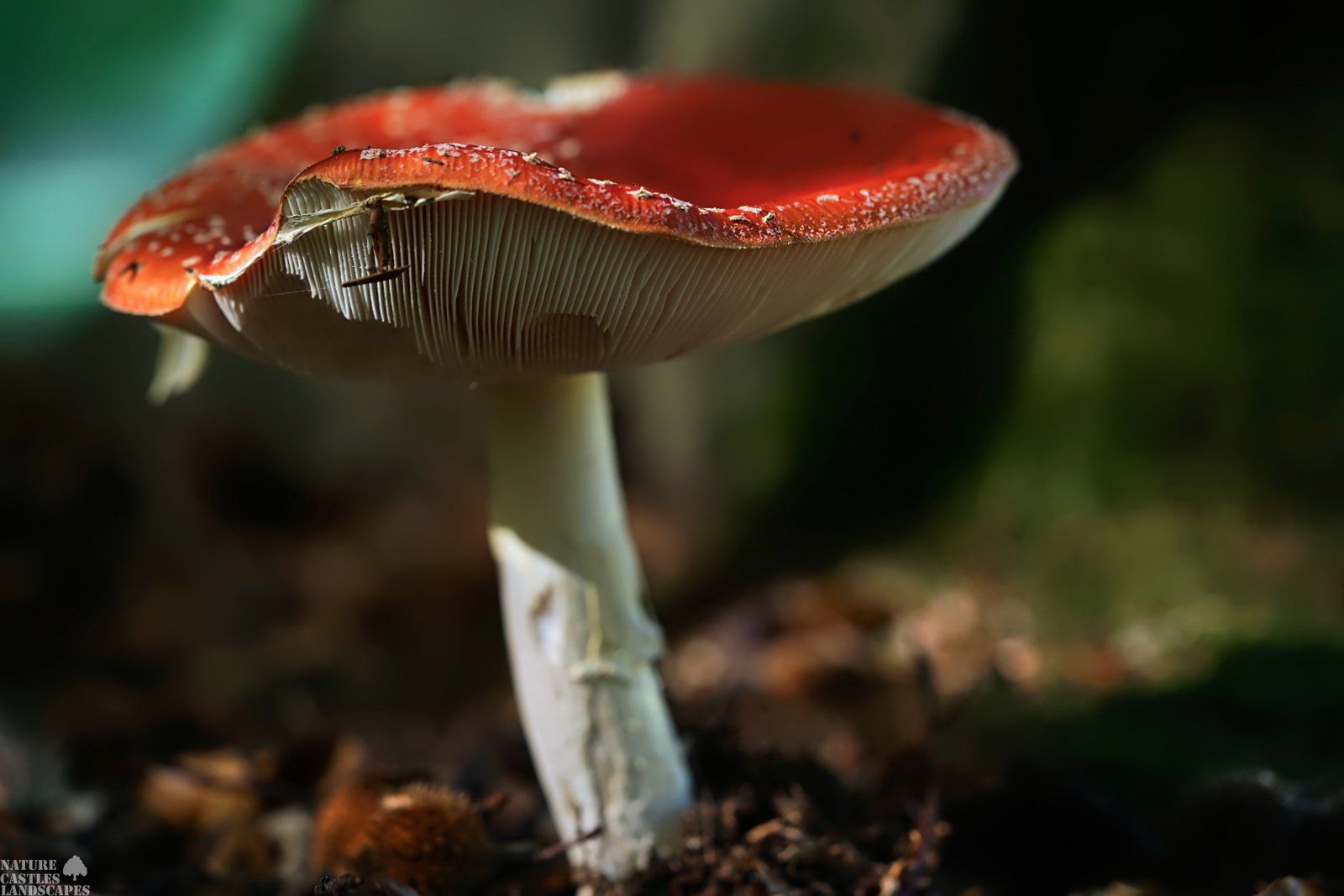 fliegenpilz mit lamellen