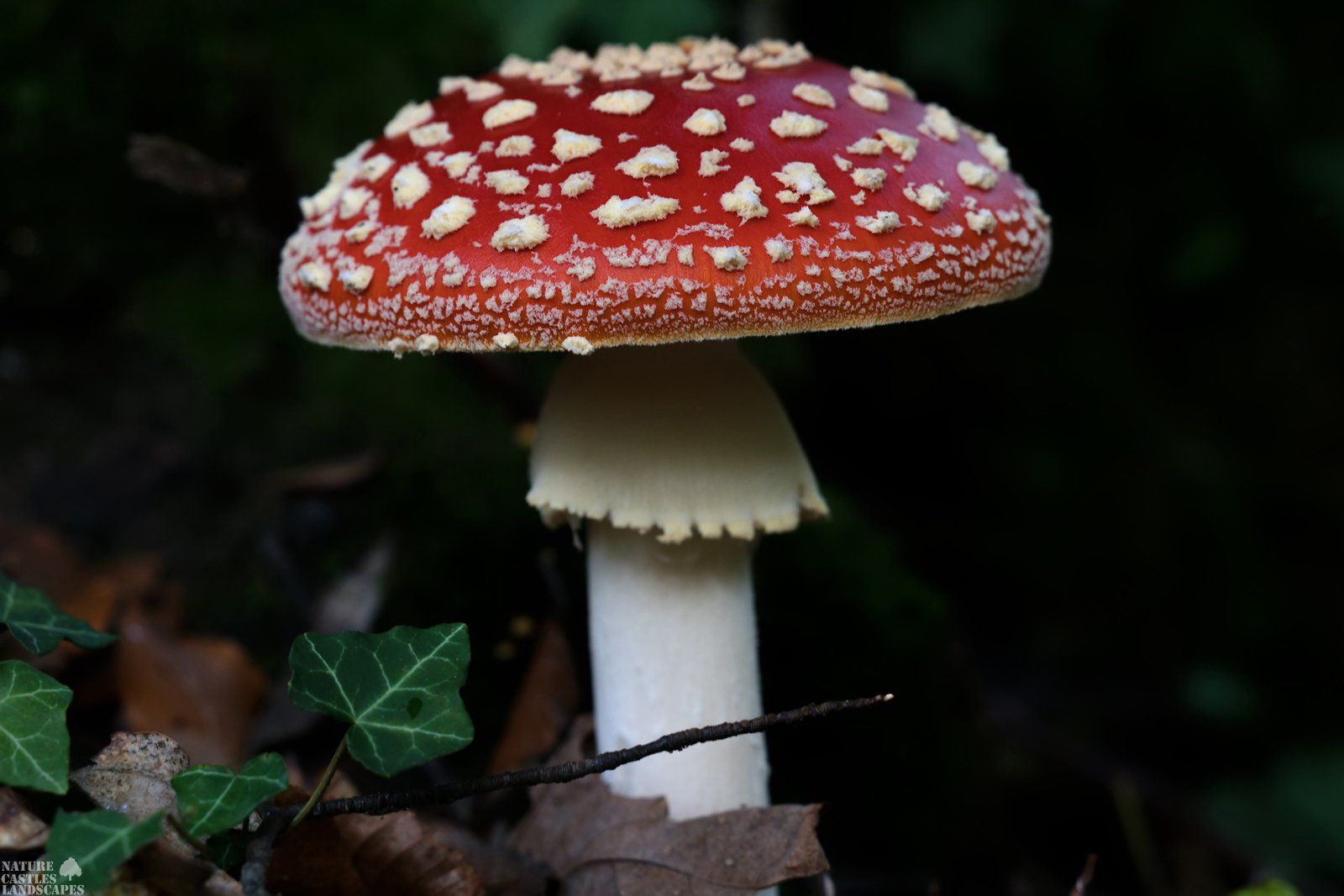 fliegenpilz vor dunklem hintergrund