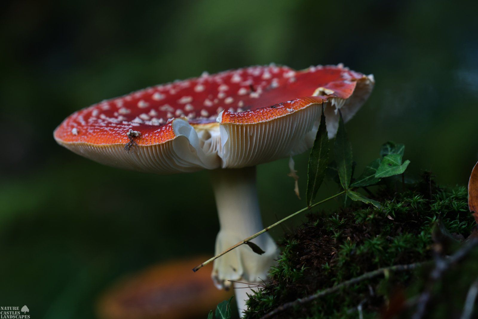 fliegenpilz nahaufnahme