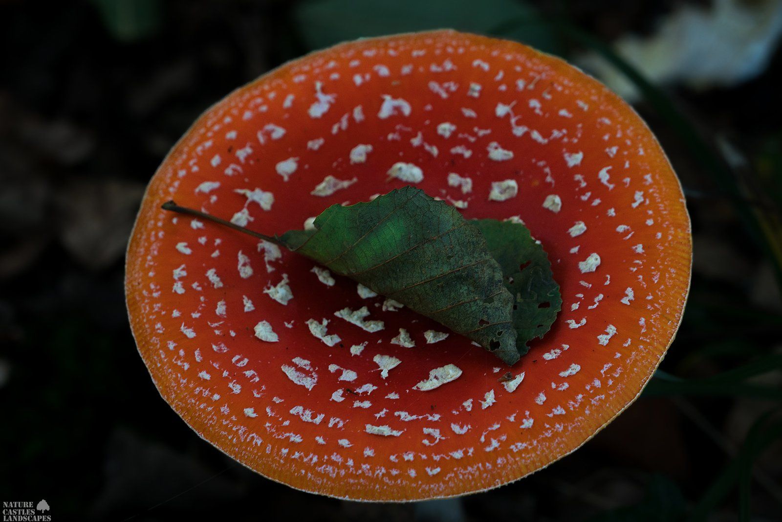 blatt auf fliegenpilz