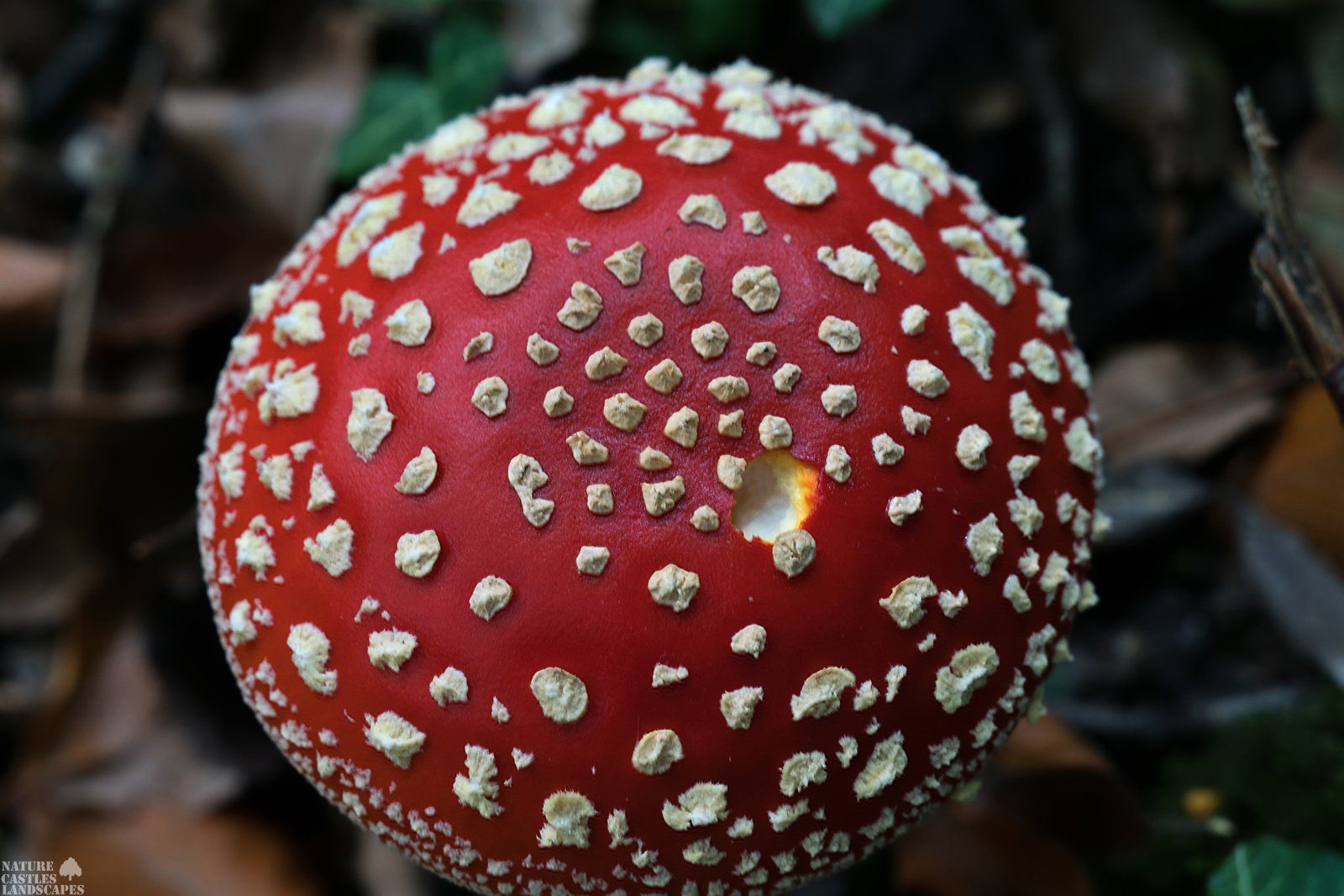 fliegenpilz von oben