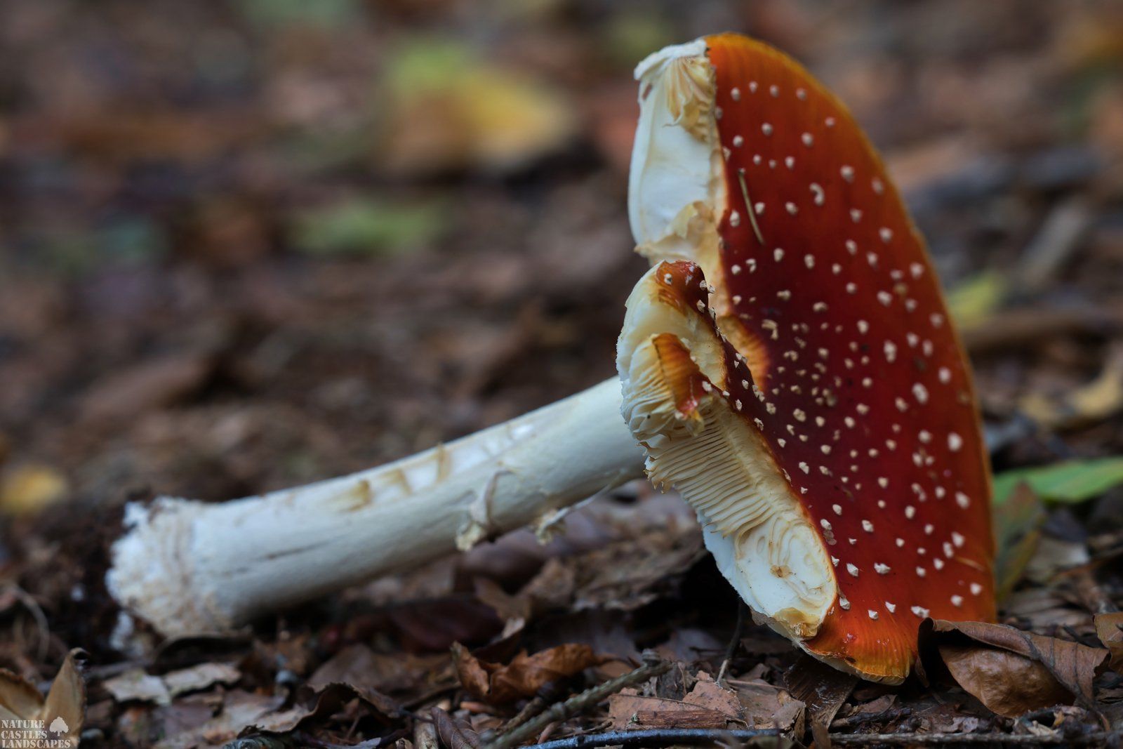 umgefallener fliegenpilz