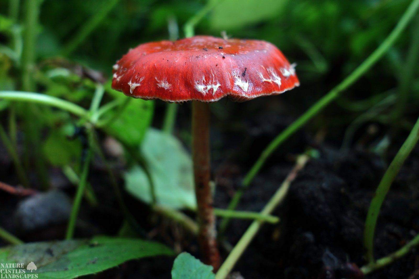 junger fliegenpilz