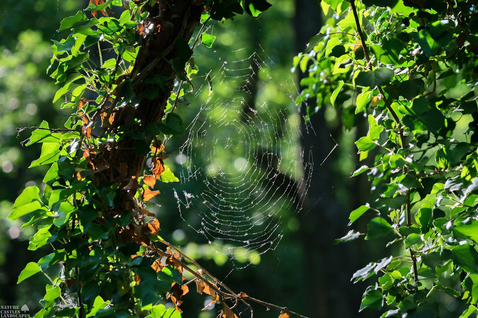 spring awakening in the forest spiderweb