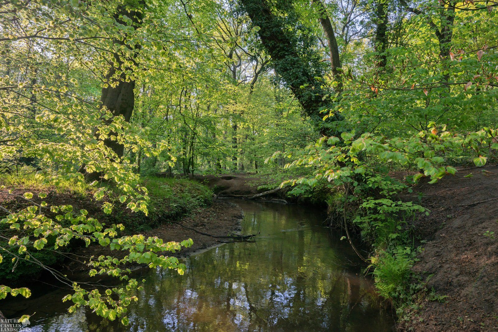 wonderful creek in the forest
