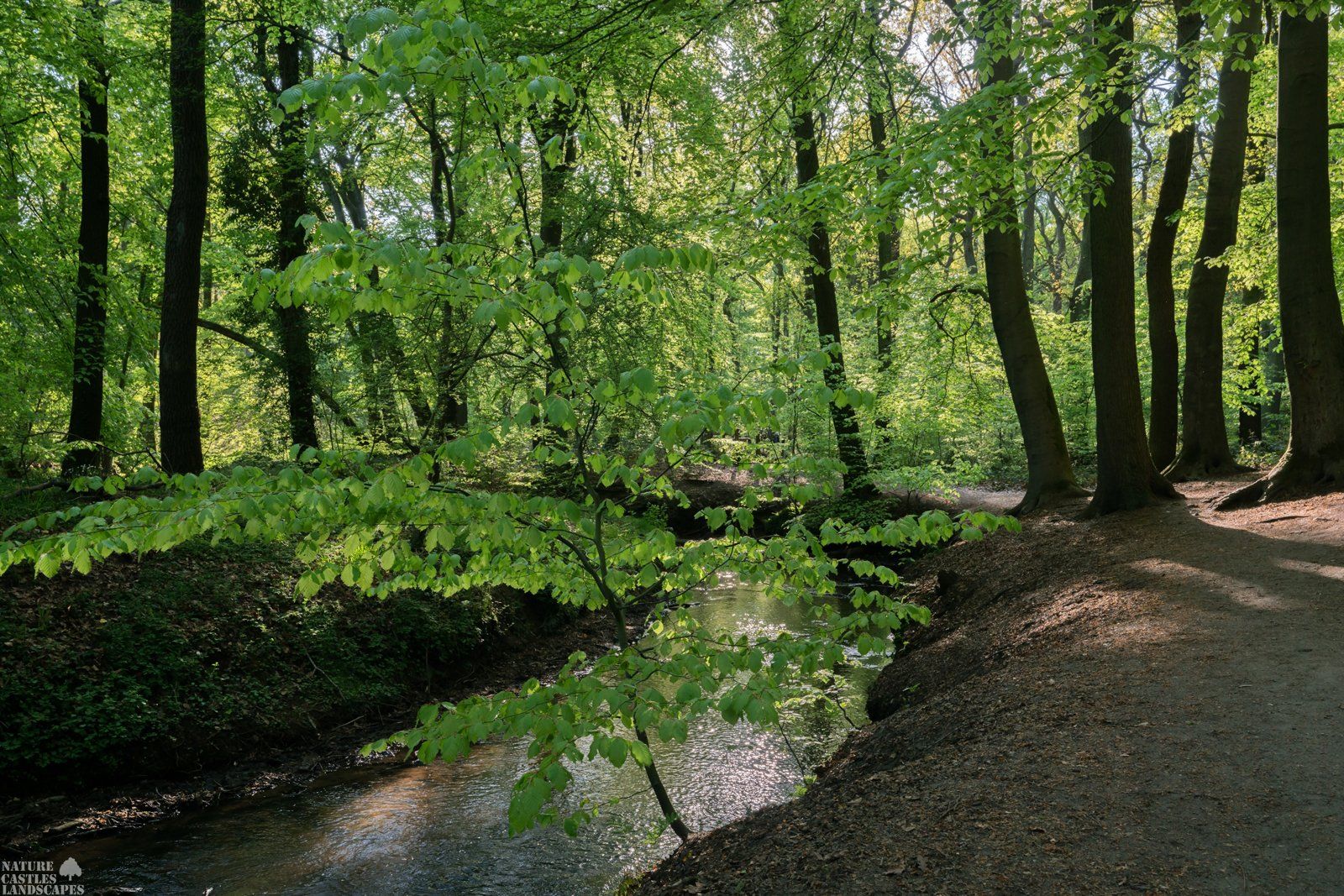 wonderful creek in the forest at springtime