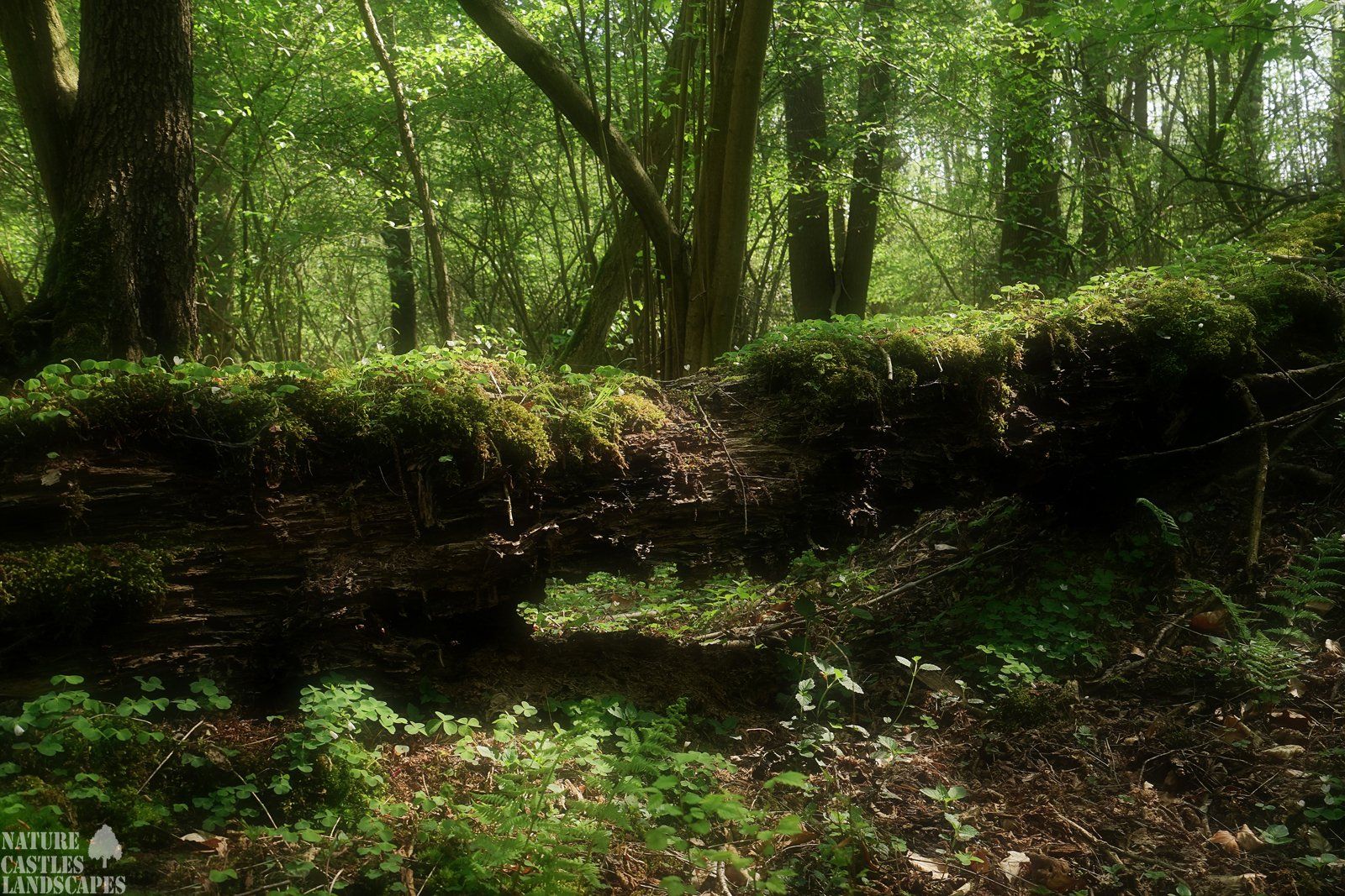 green Tree trunk
