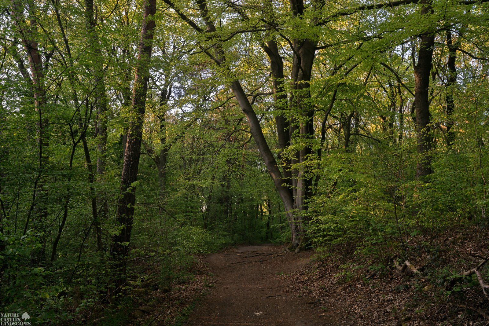 springtime in the wood