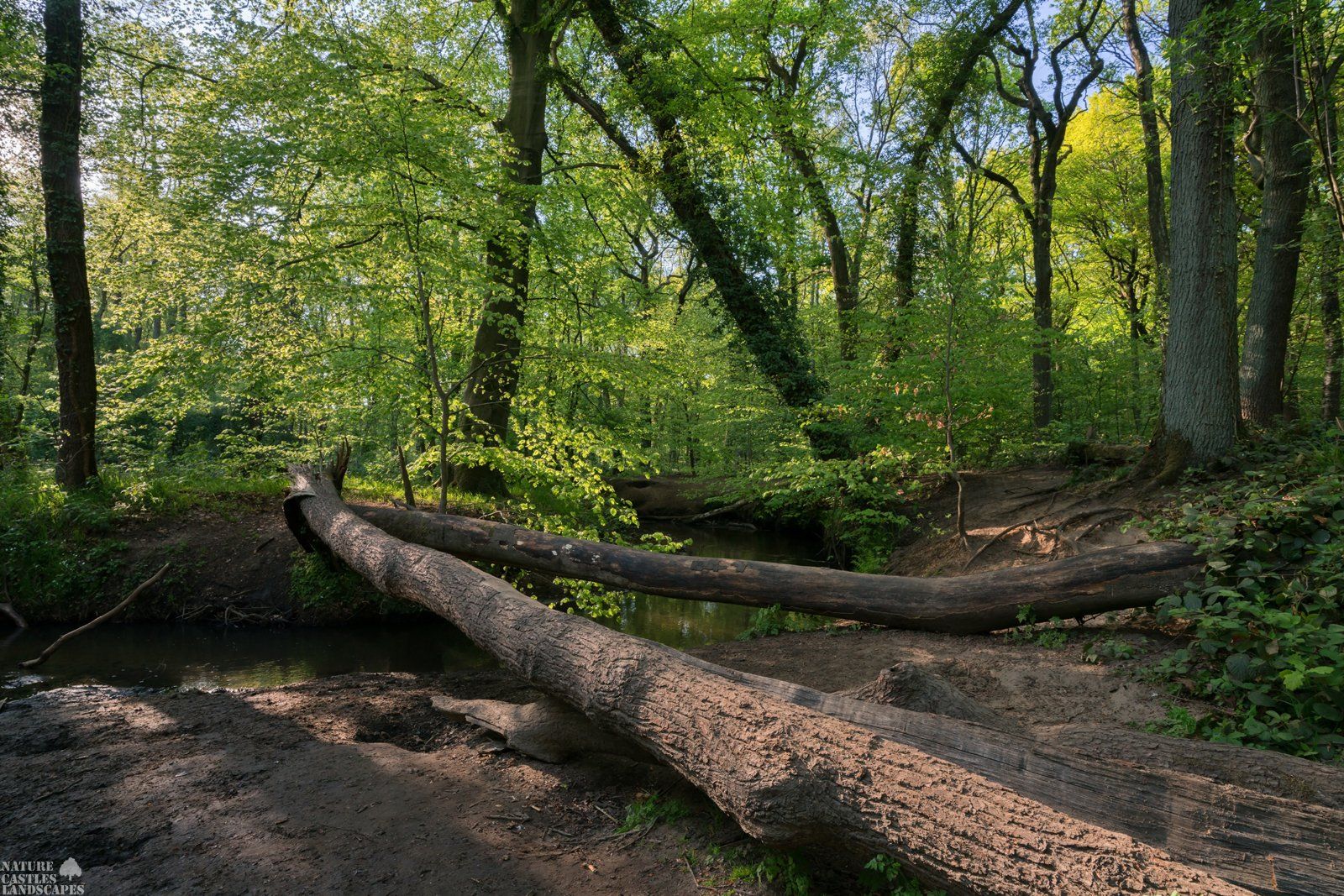 fallen trees in the forest