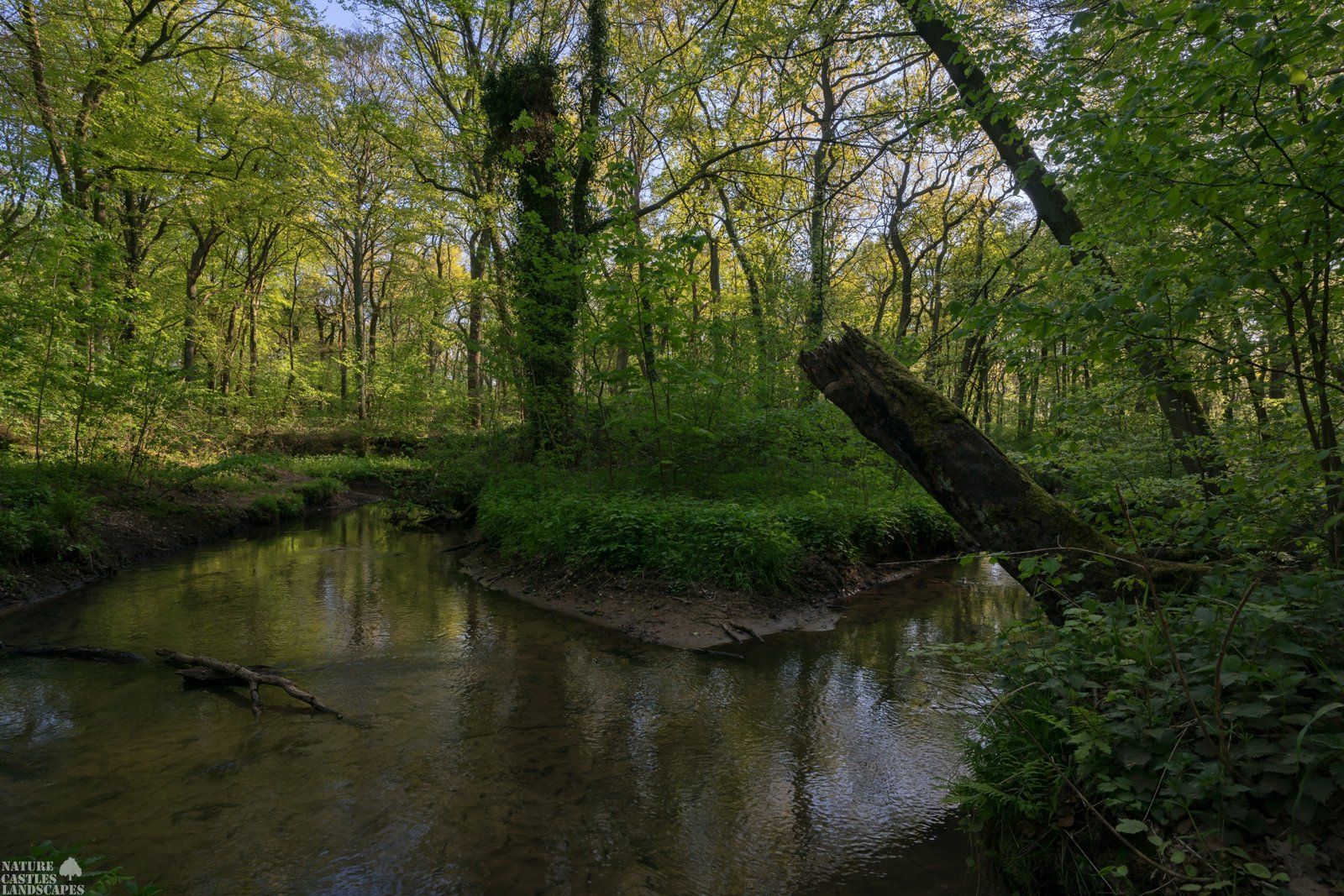 little creek in the forest at springtime