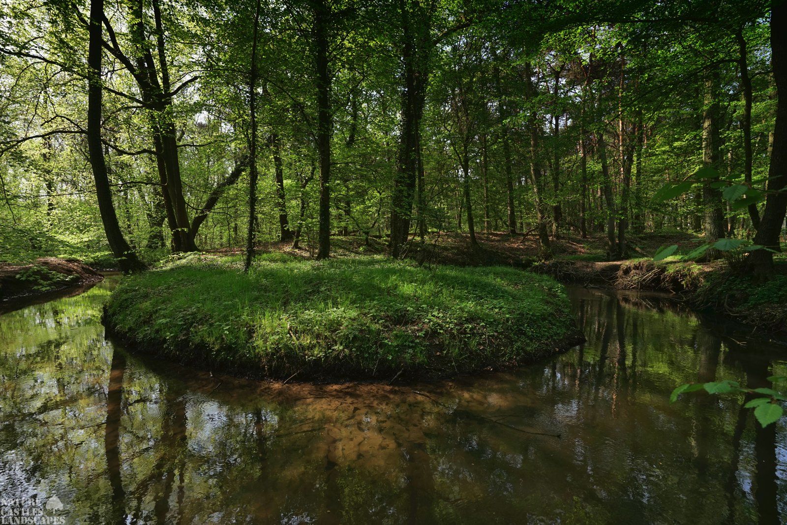 little green creek in the forest at springtime