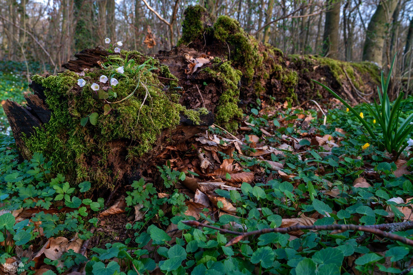 forest floor and tree trunk in spring