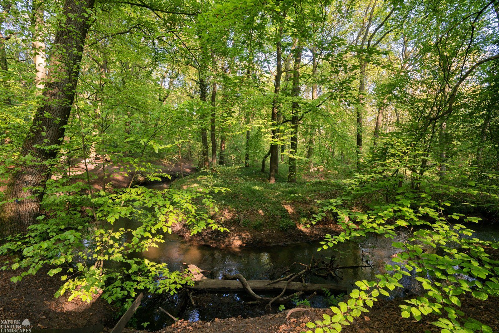 spring awakening in the forest green leaves