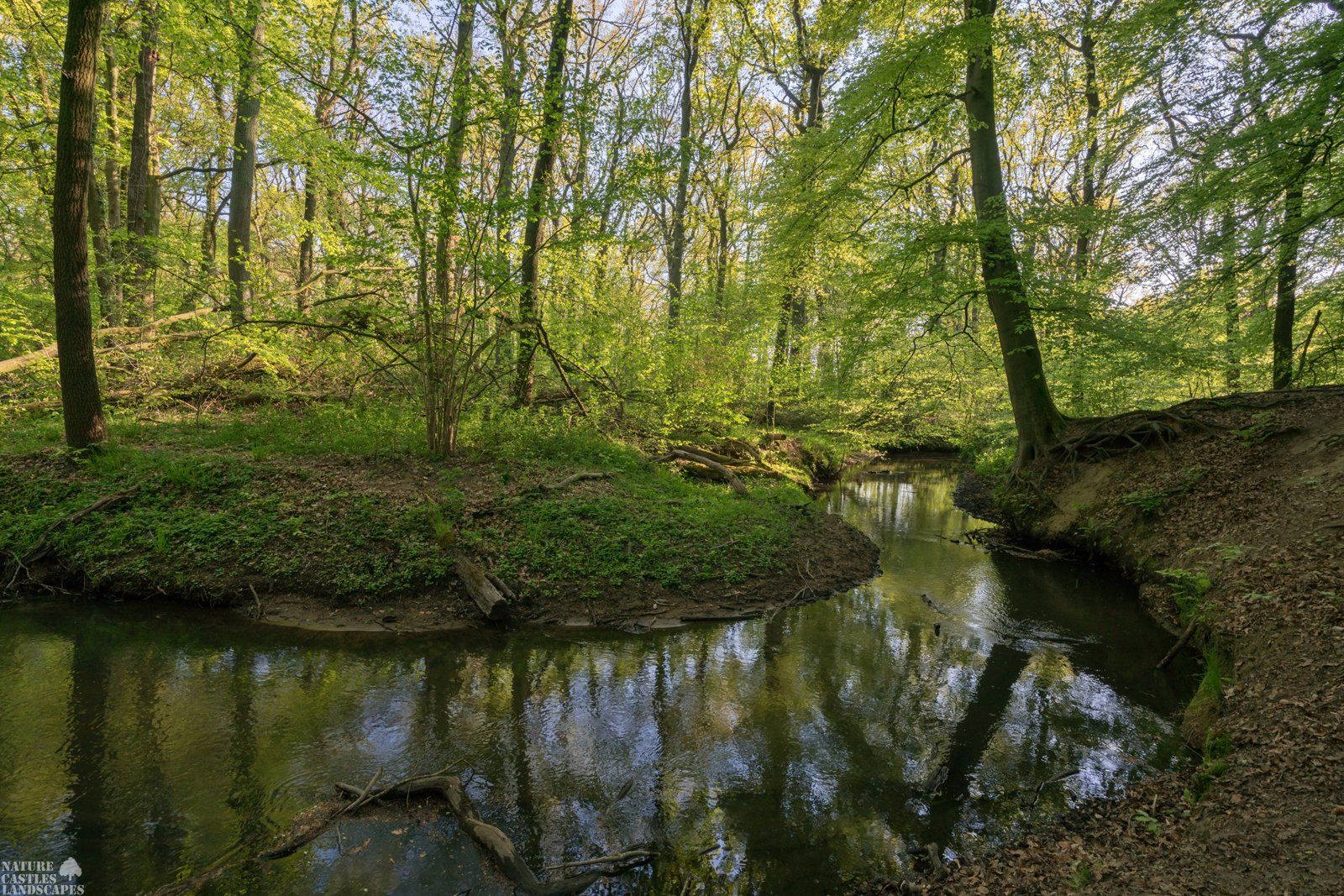 spring awakening at the creek in the forest
