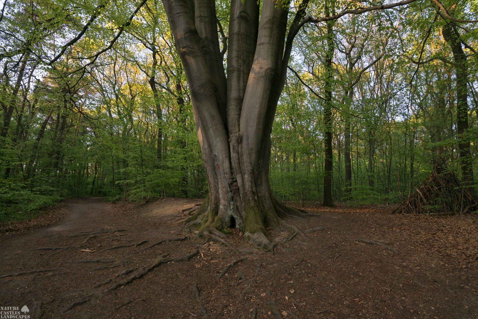 the old beech in the forest