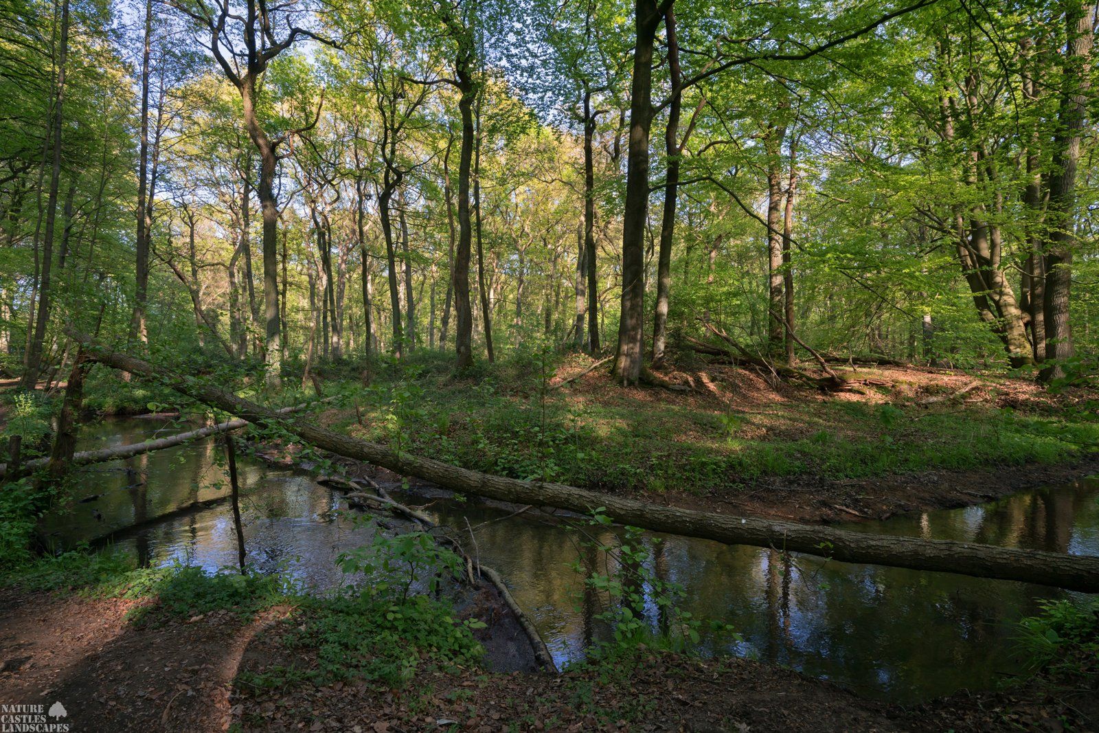 spring at the creek in the forest